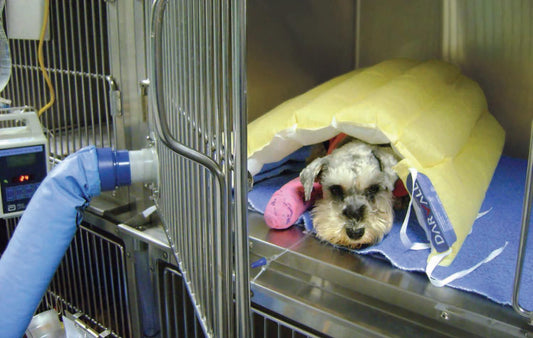 Forced Air Warming Blankets - pi Veterinary Consultants